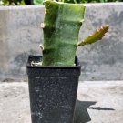 Well Rooted Palora Yellow Dragon Fruit Plant In 35 Inch Pot W Soil Very Sweet Indoor Outdoor Garden 