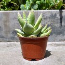 Well Rooted Aloe Brevifolia Corcodile Cactus Plant In 4 Inch Pot W Soil Indoor Outdoor Garden Garden