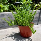 Crassula Muscosa Watch Chain Succulent Live Plant In 4 Inch Pot W Soil Indoor Outdoor Garden Gardeni