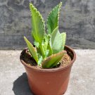 Mother Of Thousands Kalanchoe Diagremontiana Mexican Hat In 4 Inch Pot W Soil Indoor Outdoor Garden 