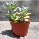 Echeveria Ghost Plant Mother Of Pearls Graptosedum Paraguayense In 4 Inch Pot Indoor Outdoor Garden 