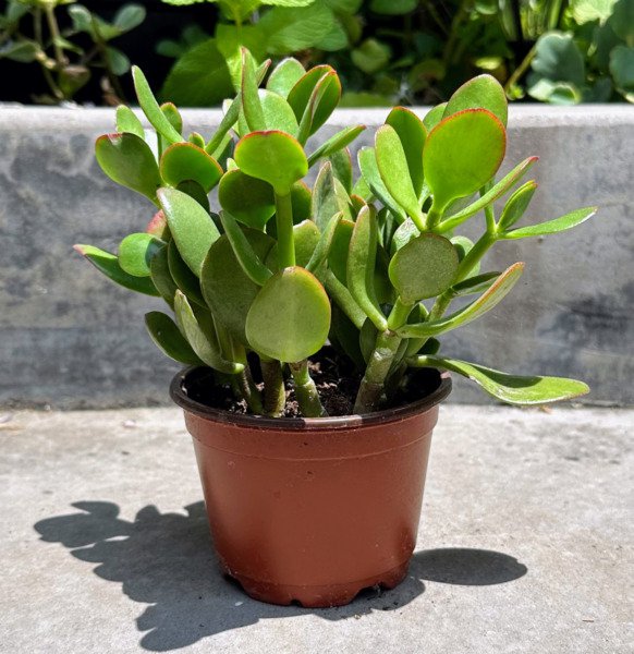 Crassula Ovata Green Jade Plant Money Tree Live Plant In 4 Inch Pot W