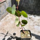 Eucalyptus Silver Dollar Pulverulenta Live Plant In 35 Inch Pot Rooted Plant Indoor Outdoor Garden G