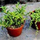 String Of Dolphins & String Of Pearls In 4 Inch Pot Rooted Plant Combo Senecio Indoor Outdoor Garden