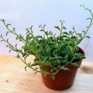 String Of Dolphins Succulent Live Plant In 4 Inch Pot W Soil Senecio Peregrines Indoor Outdoor Garde