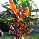 Musa Siam Ruby Live Banana Plant Indoor Outdoor Garden Gardening