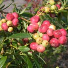 Blueberry Pink Lemonade Vaccinium Rabbiteye Over 12 Inches Tall Indoor Outdoor Garden Gardening
