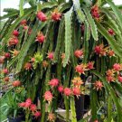 Dragon Fruit Edgars Baby Hylocereus Hybrid Indoor Outdoor Garden Gardening