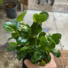 Peperomia Obtusifolia Baby Rubber Plant Indoor Outdoor Garden Gardening