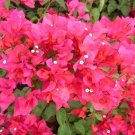 Bougainvillea James Walker Indoor Outdoor Garden Gardening
