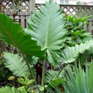 Alocasia Portora Elephant Ear Indoor Outdoor Tropical Plant Cold Hardy Indoor Outdoor Garden Gardeni Alocasia Portora Elephant Ear Indoor Outdoor Tropical Plant Cold Hardy Indoor Outdoor Garden Gardeni