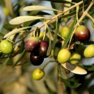 Olive Tree Mission Olea Europaea Live Plant Indoor Outdoor Garden Gardening