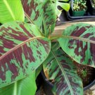 Musa Zebrina Live Banana Plant Indoor Outdoor Garden Gardening