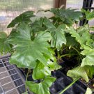 Philodendron Selloum Live Plant Indoor Outdoor Garden Gardening Philodendron Selloum Live Plant Indoor Outdoor Garden Gardening
