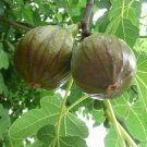 Fig Tree Olympian Fruiting Fig Tree Ficus Carica Indoor Outdoor Garden Gardening