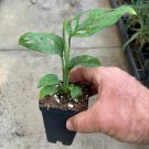 Monstera Adansonii Swiss Cheese Plant Indoor Outdoor Garden Gardening Monstera Adansonii Swiss Cheese Plant Indoor Outdoor Garden Gardening