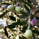 Olive Tree Oblonga Olea Europaea Indoor Outdoor Garden Gardening Olive Tree Oblonga Olea Europaea Indoor Outdoor Garden Gardening