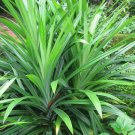 Pandanus Amaryllifolius Pandan Leaf Asian Cooking Herb Live Plant Indoor Outdoor Garden Gardening Pandanus Amaryllifolius Pandan Leaf Asian Cooking Herb Live Plant Indoor Outdoor Garden Gardening