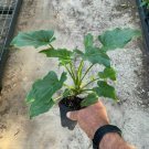 Philodendron Xanadu Indoor Outdoor Garden Gardening