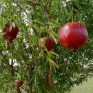 Pomegranate Wonderful Punica Granatum Actively Growing Live Plant Indoor Outdoor Garden Gardening