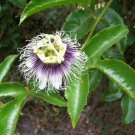Passion Fruit Possum Purple Passiflora Edulis Indoor Outdoor Garden Gardening