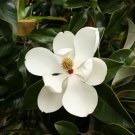 Magnolia Grandiflora Southern Magnolia Tree Indoor Outdoor Garden Gardening