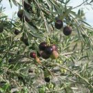 Olive Tree Manzanillo Olea Europaea Indoor Outdoor Garden Gardening Olive Tree Manzanillo Olea Europaea Indoor Outdoor Garden Gardening