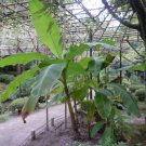 Musa Basjoo Banana Banana Tree 1 Ft Tall Cold Hardy Indoor Outdoor Garden Gardening