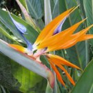 Bird Of Paradise Strelitzia Reginae Indoor Outdoor Garden Gardening