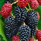 Blackberry Ouachita Thornless Rubus Ouachita Indoor Outdoor Garden Gardening Blackberry Ouachita Thornless Rubus Ouachita Indoor Outdoor Garden Gardening