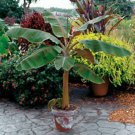 Musa Dwarf Cavendish 8-12" Banana Tree Indoor Outdoor Garden Gardening