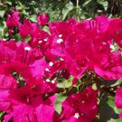 Bougainvillea Barbara Karst Indoor Outdoor Garden Gardening