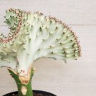 White Euphorbia Lactea "Cristata" Coral Cactus Live Plant In 4" Pot Indoor Outdoor Garden Gardening