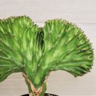 Variegated Green Euphorbia Lactea "Cristata" Coral Cactus Live Plant In 4" Pot Indoor Outdoor Garden Variegated Green Euphorbia Lactea "Cristata" Coral Cactus Live Plant In 4" Pot Indoor Outdoor Garden