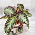 Episcia Cupreata Live Indoor Plants Gesneriadsafrican Violet In 4" Indoor Outdoor Garden Gardening