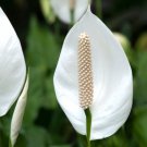 Peace Lily Live Indoor Plants In 4" Pot Indoor Outdoor Garden Gardening Peace Lily Live Indoor Plants In 4" Pot Indoor Outdoor Garden Gardening