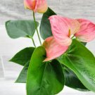 Anthurium Pink Live Rare Indoor Plants In 4" Pot Indoor Outdoor Garden Gardening