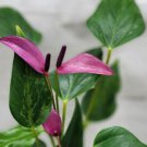 Anthurium Purple Tiny Purple Anthurium Andraeanum Anthurium Aristo In 4" Pot Indoor Outdoor Garden G