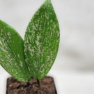 Hoya Pubicalyx Pink Silver Hoya Pubicalyx Splash Pink Splash In 3" Pot Indoor Outdoor Garden Gardeni Hoya Pubicalyx Pink Silver Hoya Pubicalyx Splash Pink Splash In 3" Pot Indoor Outdoor Garden Gardeni