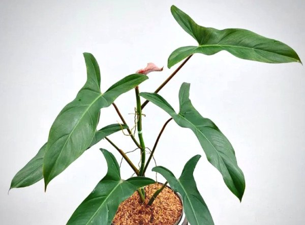 Philodendron Mexicanum Red Back Form Live Rare Indoor Plants In 3" Indoor Outdoor Garden Gardening