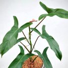 Philodendron Mexicanum Red Back Form Live Rare Indoor Plants In 3" Indoor Outdoor Garden Gardening