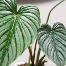 Philodendron Pastazanum Silver Cloud Plantphilodendron Mamei Silver- In 3" Pot Indoor Outdoor Garden