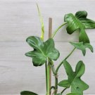 Philodendron Bipennifolium-Horse Head Philodendron Rare Aroid Live Plant In 3" Indoor Outdoor Garden