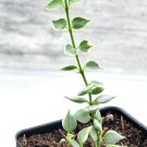 Dischidia Ruscifolia Variegata Variegated Million Hearts Rare Plant In 3" Pot Indoor Outdoor Garden 