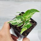 Syngonium Starlite Live Rare Plant In 3" Pot Indoor Outdoor Garden Gardening