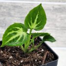 Syngonium Mouse Ears Live Rare Plant Syngonium Snow Queen Plant In 3" Pot Indoor Outdoor Garden Gard