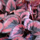 Begonia Rex Hot Pink Rex Begonia Purple Rain Live Houseplant In 4" Pot Indoor Outdoor Garden Gardeni