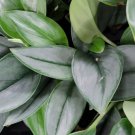 Sterling Silver Scindapsus Treubii Moonlight Moonlight Treubii In 3" Pot Indoor Outdoor Garden Garde