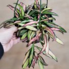 Hoya Wayetii Tricolor Variegated Hoya Kentiana Wayetii In 6" Pot Indoor Outdoor Garden Gardening