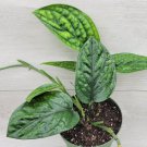 Monstera Peru Monstera Karstenianum Live Plant In 4" Pot Indoor Outdoor Garden Gardening Monstera Peru Monstera Karstenianum Live Plant In 4" Pot Indoor Outdoor Garden Gardening